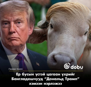Бангладешт “Дональд Трамп” хочтой 700 кг жинтэй цагаан үхэр олны анхаарлыг татаж байна