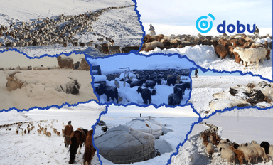 Малчид малын индексжүүлсэн даатгалын үр шимийг цаг ямагт санах хэрэгтэй