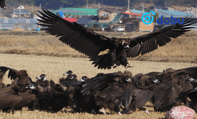 Монголоос ниссэн тас шувууд 3000 км замыг туулж Солонгост өвөлжихөөр очжээ