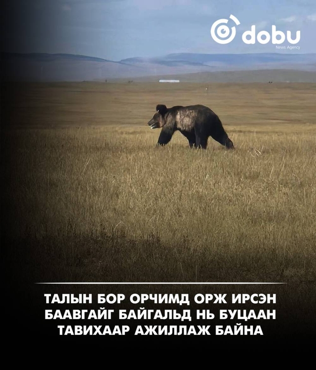 Талын бор орчимд орж ирсэн баавгайг байгальд нь буцаан тавихаар ажиллаж байна